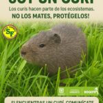 Curí en los humedales de Fontibón – Somos Fontibón