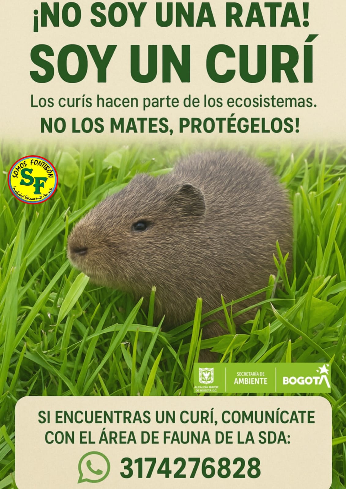 El Curí también es fontibonense